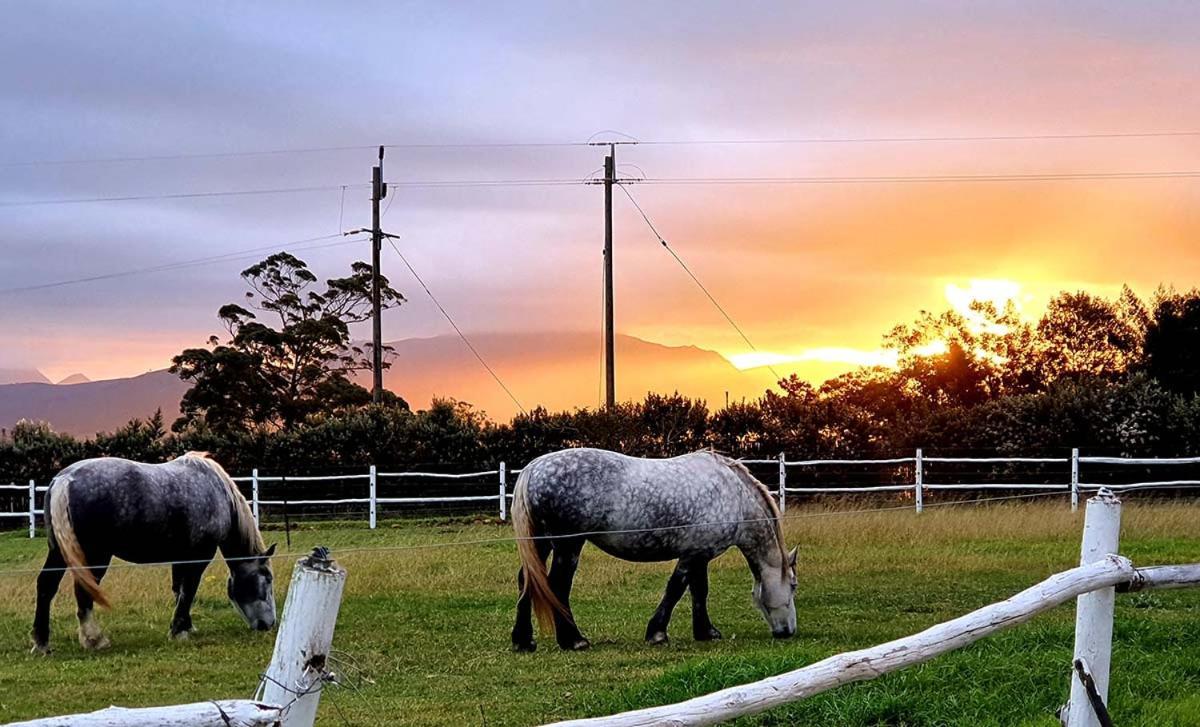 Outeniqua Moon Percheron Stud Farm Ruiterbos 外观 照片