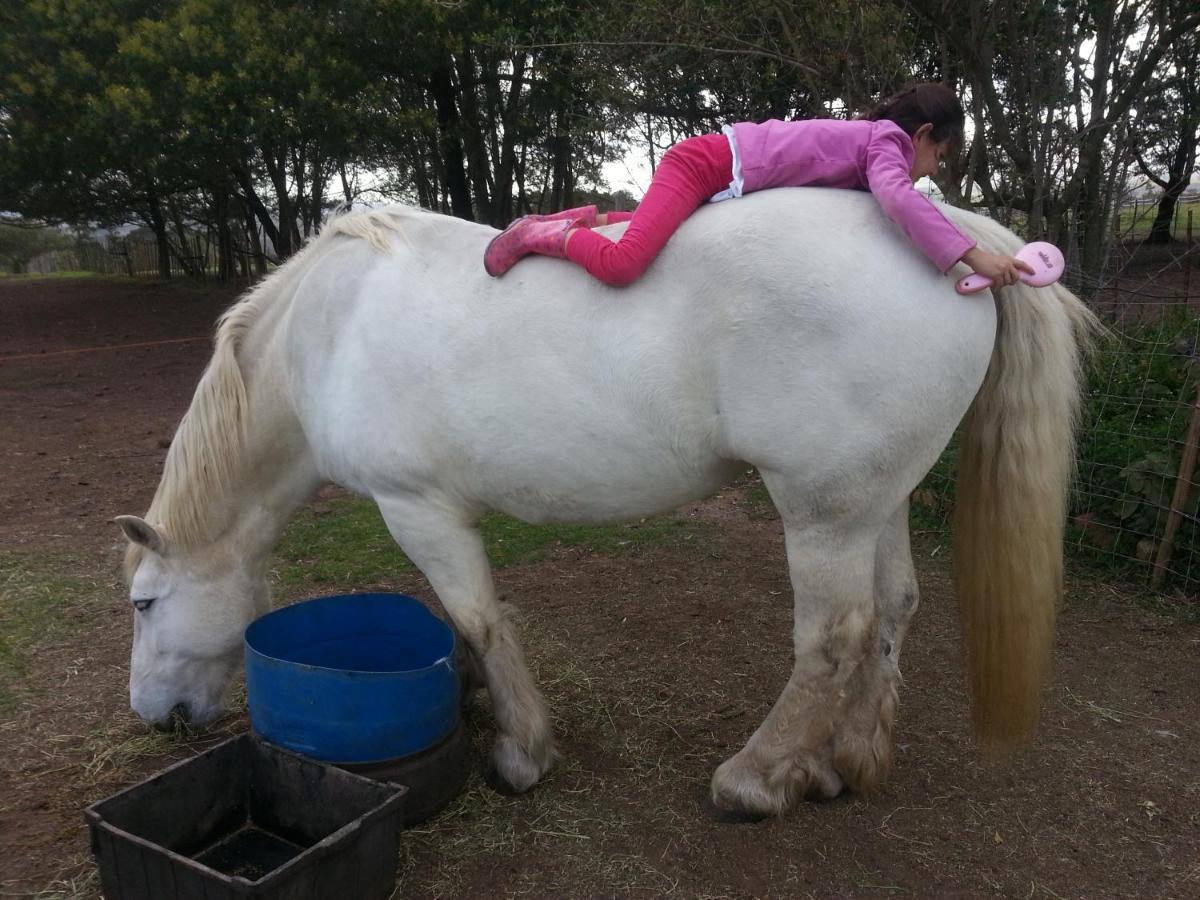 Outeniqua Moon Percheron Stud Farm Ruiterbos 外观 照片