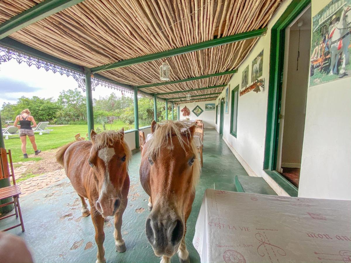 Outeniqua Moon Percheron Stud Farm Ruiterbos 外观 照片